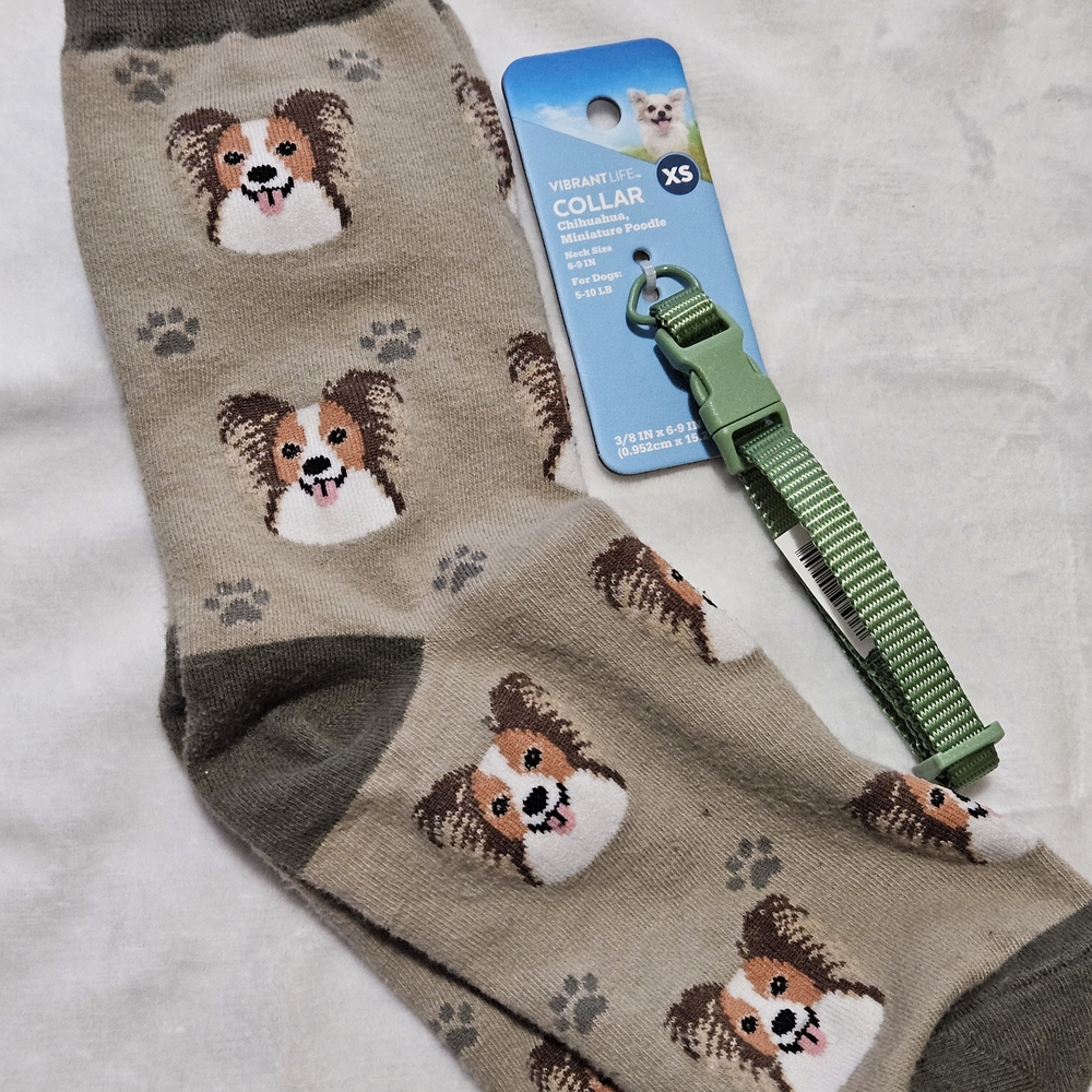 Chihuahua Dog Print Socks and XS Green Collar Set
